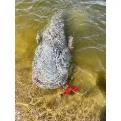 CHATTERBAIT BLACK CAT CAT CHATTER - 30G -Cannes silure Soldes Boutique chatterbait black cat chatter 30g z 2625 262521 3