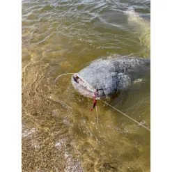 CHATTERBAIT BLACK CAT CAT CHATTER - 30G -Cannes silure Soldes Boutique chatterbait black cat chatter 30g z 2625 262521 4